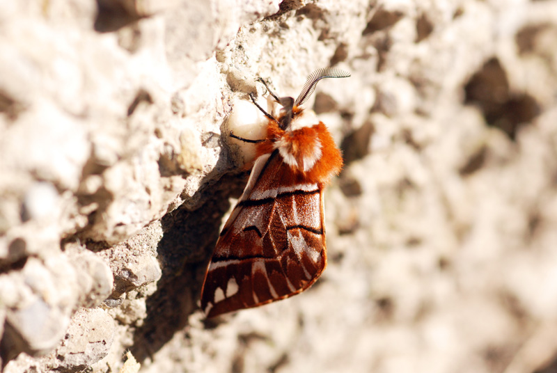 falena da ident - Endromis versicolora